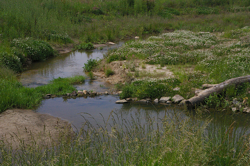 Der renaturierte Lauf des Reitlingsgrabens