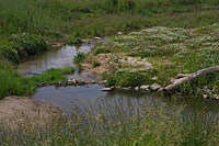 Der renaturierte Lauf des Reitlingsgrabens